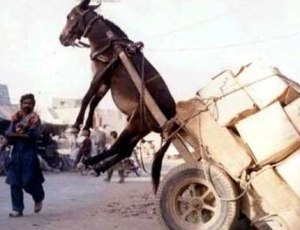 BURRO palanca fotos-curiosas