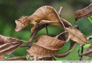 camaleon-con-el-color-de-la-hoja